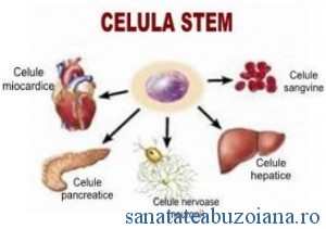 celula stem