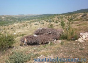 Gunoaie, maracini si hoituri in zona Tezaurului