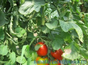 hibrid tomate romanesti 1374