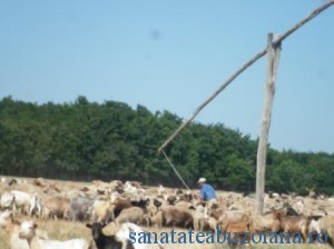 Stana lui Sandu Mocanu, la Scutelnici