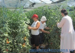 solarii tomate SCDL Buzau_1332