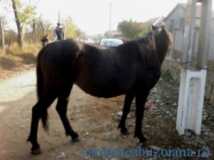 calul, legat de stalp 0815