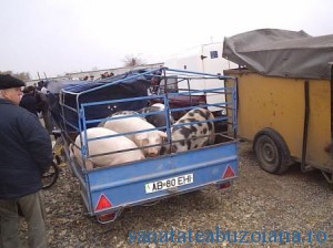 transport de animale