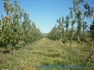 Marea provocare, plantatia de cires