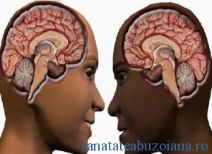 creier feminin-creier masculin