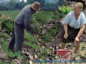 tarani cultiva cartofi