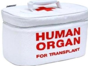 transplant organe