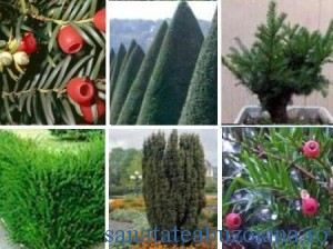 Tisa(taxus baccata)-ornament