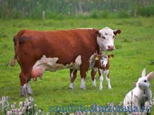 vaca-vitel-iepuras