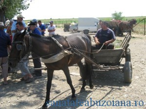 Asa se aduc legumele in piata en-gros de la Caldarusanca