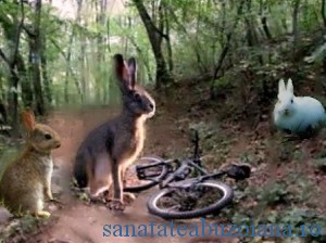 iepuras repara bicicleta