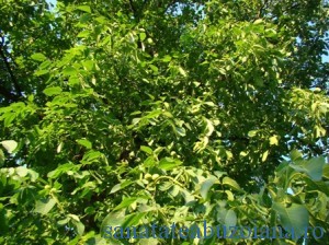 Tratamente naturiste cu frunze de nuc | Epoch Times România