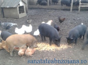 porci vientnamez-mistret
