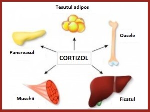 cortizol-control