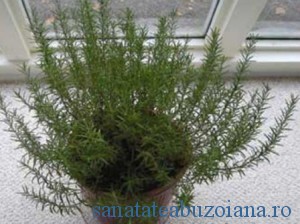 rozmarin-pentru-preparate-culinare-aromate