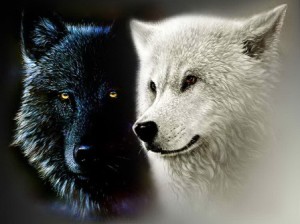 viata - doi lupi
