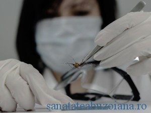 virus zika tantar